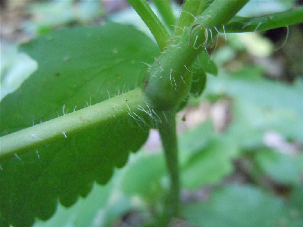 Chelidonium majus